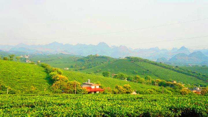 homestay.mocchau